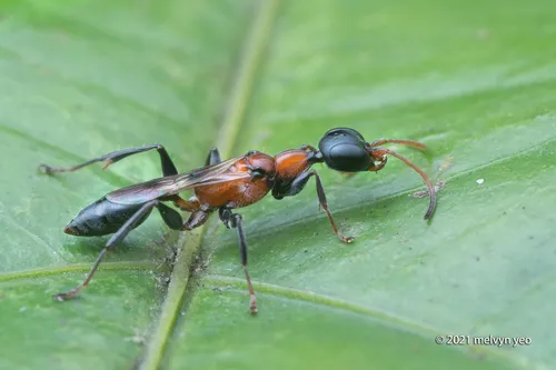 Ampulex ruficornis