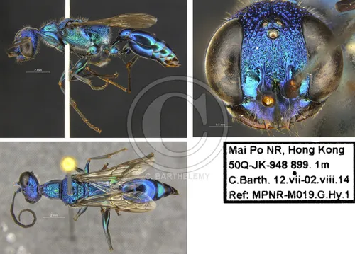 Ampulex seitzii