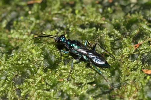 Ampulex tridentata