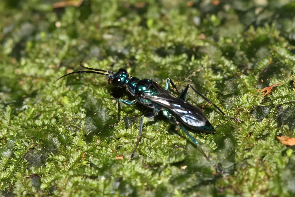 Ampulex tridentata - photo 2