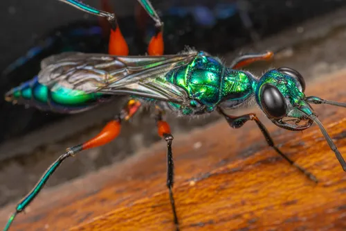 Cockroach Wasps - photo 2