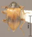 Ampumixis dispar