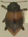 Ampumixis dispar - photo 2