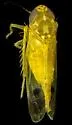 Two-spot Cotton Leafhopper