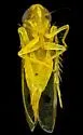 Two-spot Cotton Leafhopper - photo 2