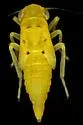 Two-spot Cotton Leafhopper - photo 3