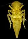 Two-spot Cotton Leafhopper - photo 4