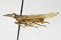 Amycle saxatilis - photo 4