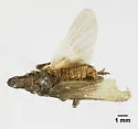 Amycle saxatilis - photo 5