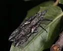 Amycle tumacacoriae - photo 3