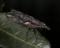 Amycle tumacacoriae - photo 4
