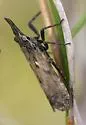 Amycle vernalis - Amycle vernalis