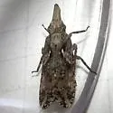 Amycle vernalis - photo 2