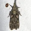 Amycle vernalis - photo 3