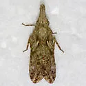 Amycle vernalis - photo 4