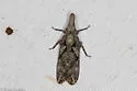 Amycle vernalis - photo 5