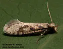 Amydria arizonella - Hodges#0328 - photo 2