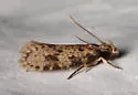 Amydria brevipennella - Hodges#0329