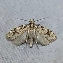 Amydria brevipennella - Hodges#0329 - photo 2