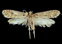 Amydria californica - Hodges#0329.1