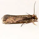 Amydria californica - Hodges#0329.1 - photo 2