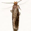 Amydria californica - Hodges#0329.1 - photo 3