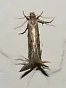 Amydria curvistrigella - Hodges#0332