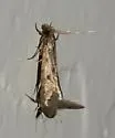 Amydria curvistrigella - Hodges#0332 - photo 2