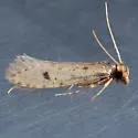 Amydria curvistrigella - Hodges#0332 - photo 3