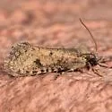 Amydria curvistrigella - Hodges#0332 - photo 4
