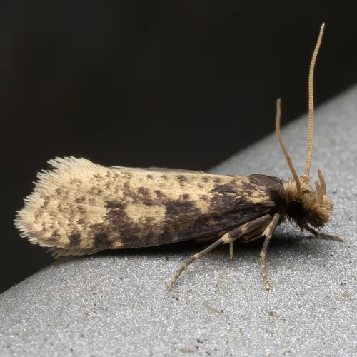Brown-blotched Amydria Moth - photo 3