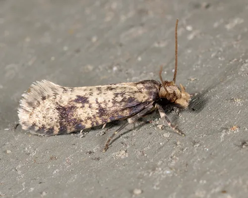 Brown-blotched Amydria Moth - photo 4