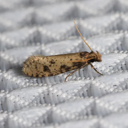 Brown-blotched Amydria Moth - photo 5