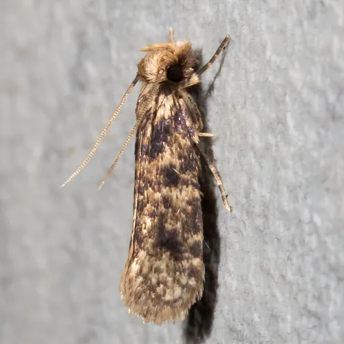 Brown-blotched Amydria Moth - photo 6