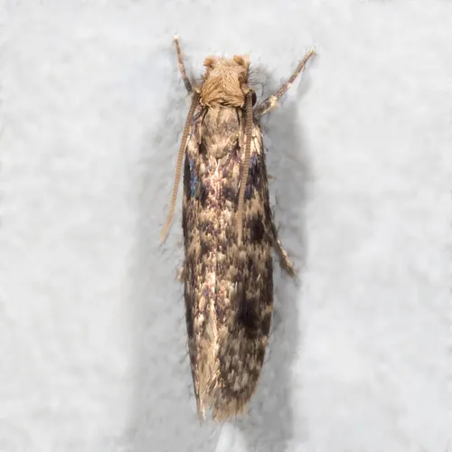 Brown-blotched Amydria Moth - photo 7