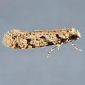 Amydria erecta - Hodges#0334.1 - photo 4