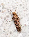 Amydria obliquella - Hodges#0336