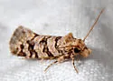 Amydria obliquella - Hodges#0336 - photo 2