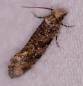 Amydria obliquella - Hodges#0336 - photo 3