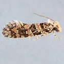 Amydria obliquella - Hodges#0336 - photo 4