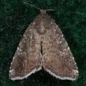 Hook-tipped Amyna Moth - Hodges#9069