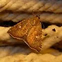 Hook-tipped Amyna Moth - Hodges#9069 - photo 2