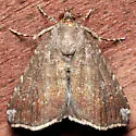 Hook-tipped Amyna Moth - Hodges#9069 - photo 3