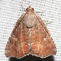 Hook-tipped Amyna Moth - Hodges#9069 - photo 4