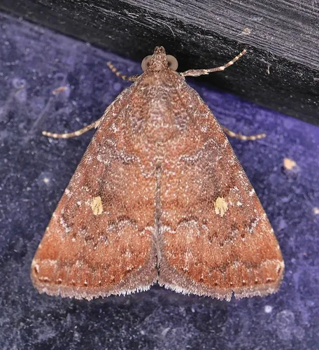Eight-Spot - Hodges#9070 - Amyna stricta