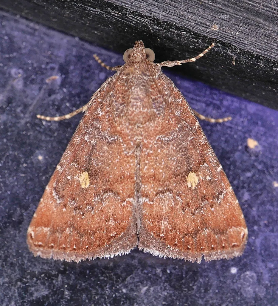 Eight-Spot - Hodges#9070 - photo 2
