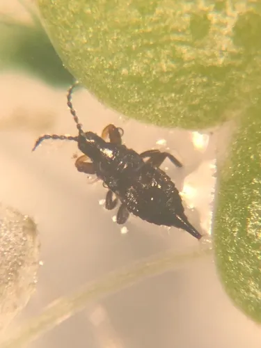 alligatorweed thrips
