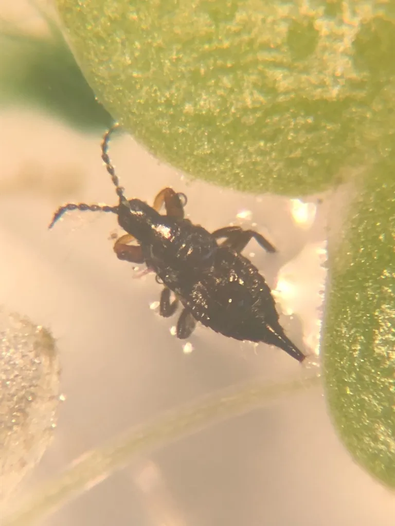 alligatorweed thrips - photo 3