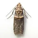 Cassia Webworm Moth - Hodges#5704 - photo 2