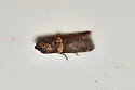 Cassia Webworm Moth - Hodges#5704 - photo 3